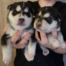Image pour l'annonce Chiots de maman husky et papa labrador