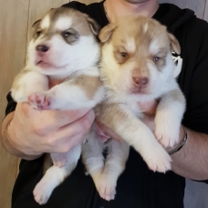 Image pour l'annonce Chiots de maman husky et papa labrador