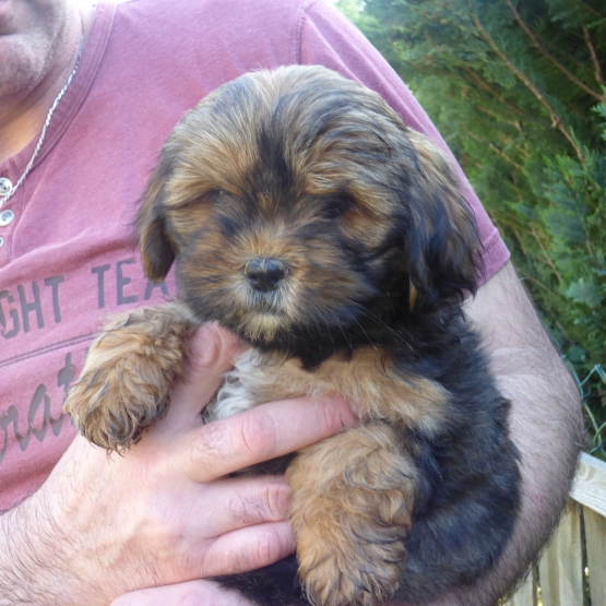 Image pour l'annonce Adorables chiots  lhassa apso disponible de suite