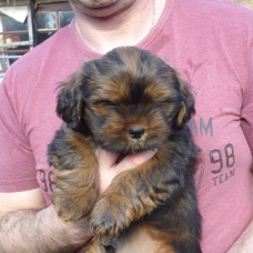 Image pour l'annonce Adorables chiots  lhassa apso disponible de suite
