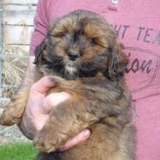 Image pour l'annonce Adorables chiots  lhassa apso disponible de suite