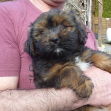 Image pour l'annonce Adorables chiots  lhassa apso disponible de suite