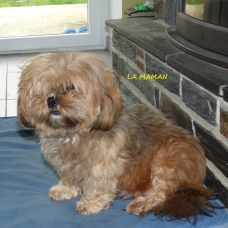 Image pour l'annonce Adorables chiots  lhassa apso disponible de suite