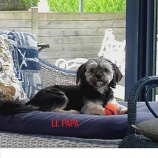 Image pour l'annonce Adorables chiots  lhassa apso disponible de suite