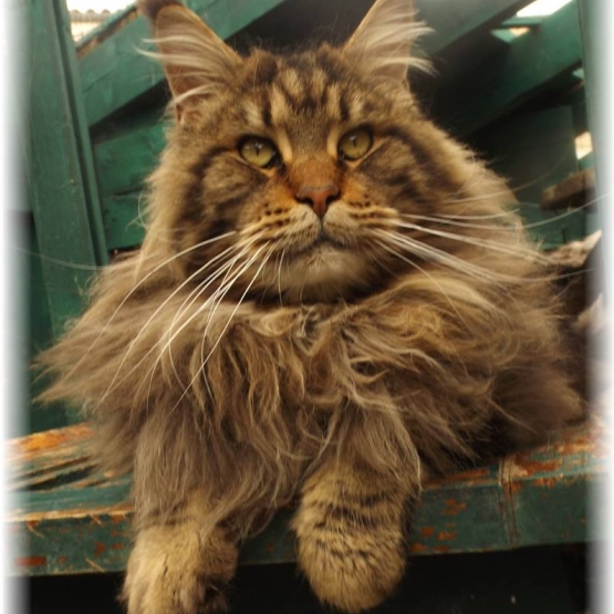 Image pour l'annonce CHATON MAINE COON