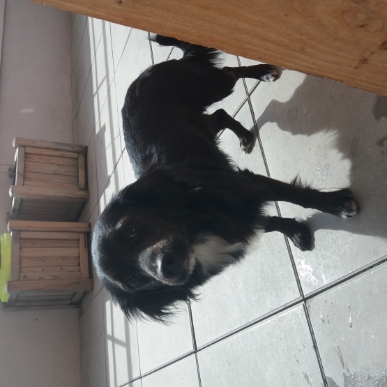 Image pour l'annonce donne chien yorkshire croisé border collie