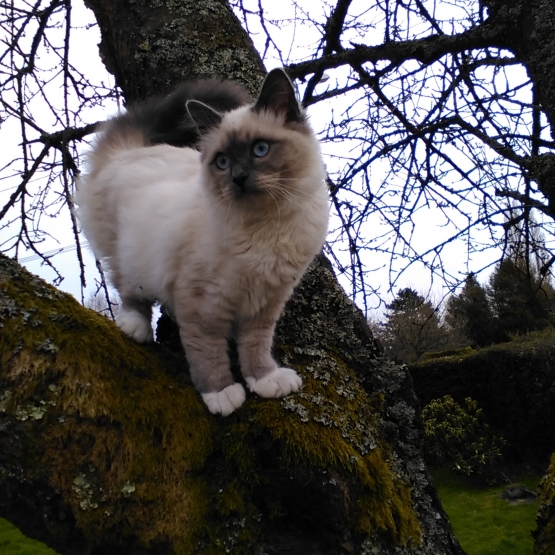 Image pour l'annonce saillie sacre de birmanie