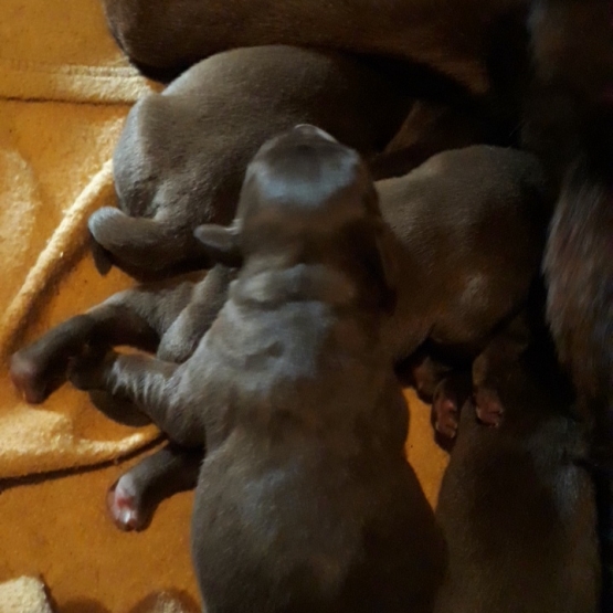 Image pour l'annonce À réserver chiots Labrador chocolat