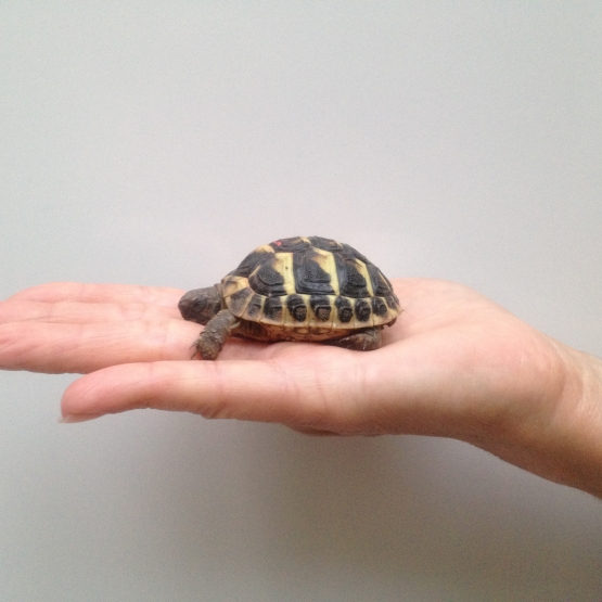 Image pour l'annonce tortue de terre