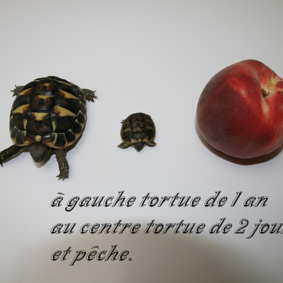 Image pour l'annonce tortue de terre