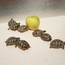 Image pour l'annonce tortue de terre