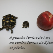 Image pour l'annonce tortue de terre