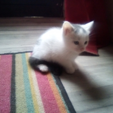 Image pour l'annonce Donnes chaton (fem)