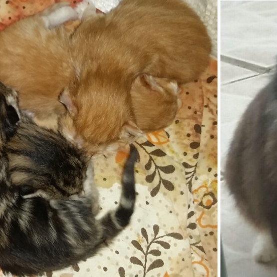 Image pour l'annonce Donne chaton - A reserver
