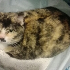 Image pour l'annonce Minette belle et hyper gentille petite chatte écaille de tortue à adopter