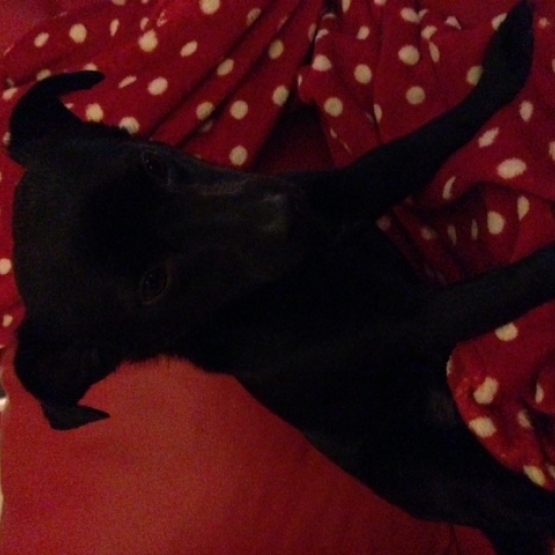 Image pour l'annonce Donne adorable Jack russel / Spitz