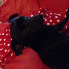 Image pour l'annonce Donne adorable Jack russel / Spitz