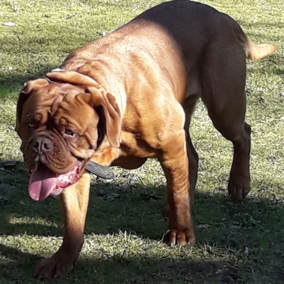 Image pour l'annonce Dogue de Bordeaux