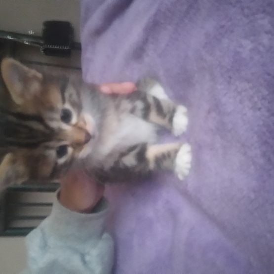 Image pour l'annonce Donne fratie de chatons