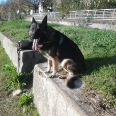 Image pour l'annonce berger allemand gris pour saillie , sur Mulhouse