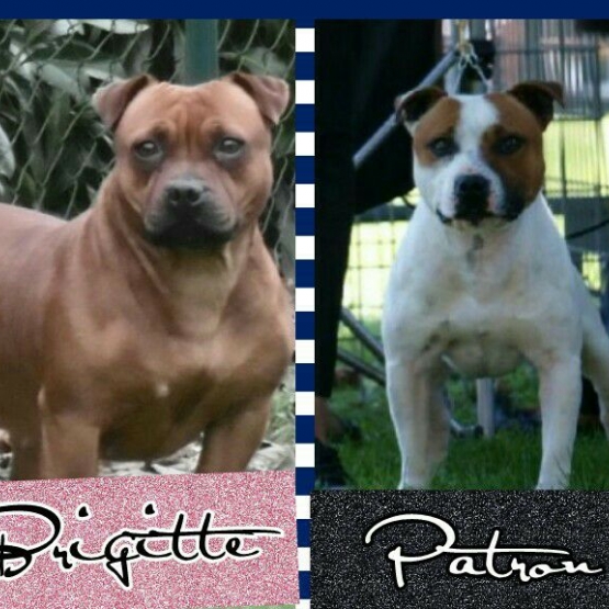 Image pour l'annonce 3 femelles staffordshire bull terrier staffie staffy LOF