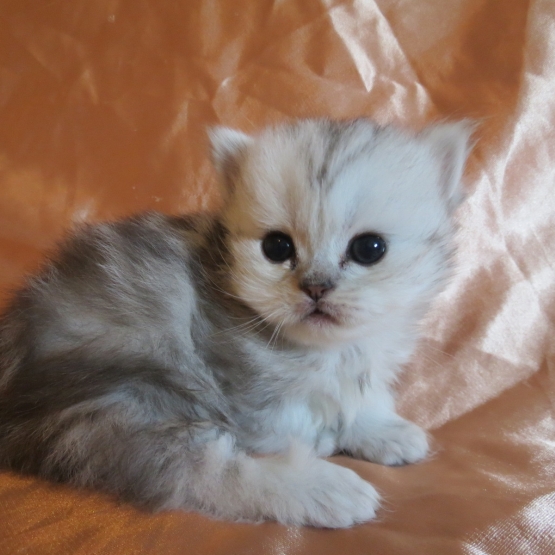 Image pour l'annonce Chatons persan mâles