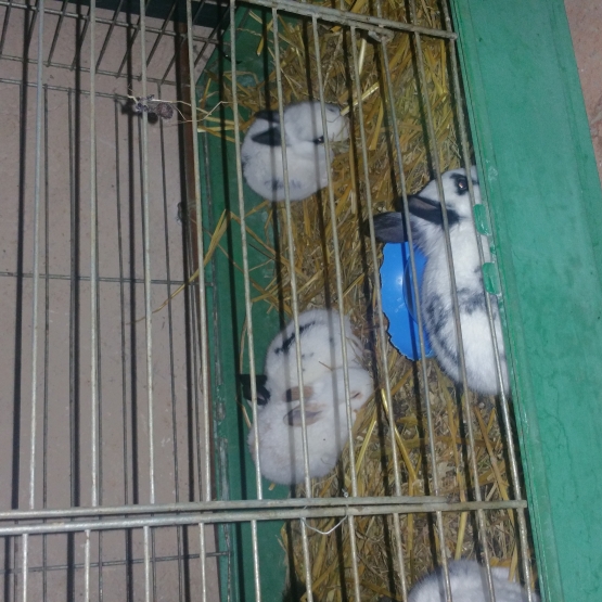 Image pour l'annonce Lapin