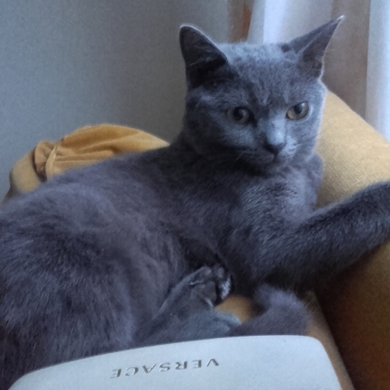 Image pour l'annonce Donne un chat