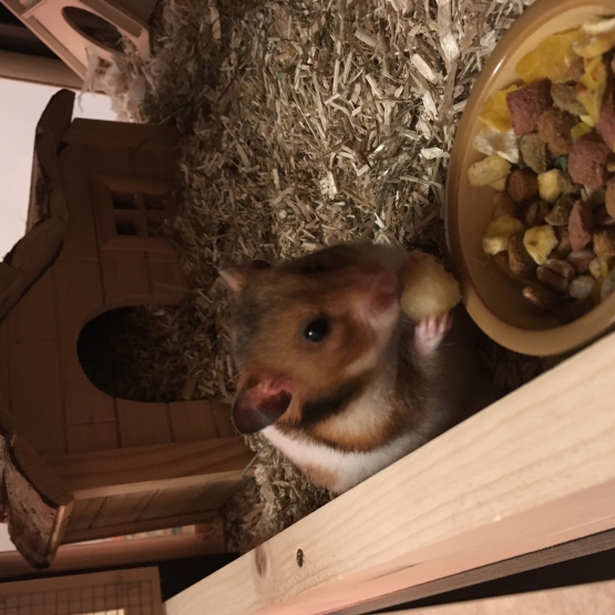 Image pour l'annonce Bébé Hamster Syrien Angora (Disponible) 7 males et 7 femelles