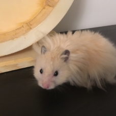 Image pour l'annonce Bébé Hamster Syrien Angora (Disponible) 7 males et 7 femelles