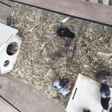Image pour l'annonce Bébé Hamster Syrien Angora (Disponible) 7 males et 7 femelles
