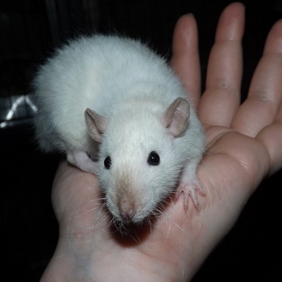 Image pour l'annonce 5 jeunes rats femelles à adopter - Elevage familial