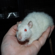 Image pour l'annonce 5 jeunes rats femelles à adopter - Elevage familial