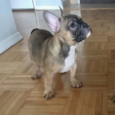 Image pour l'annonce Bouledogue français chiots