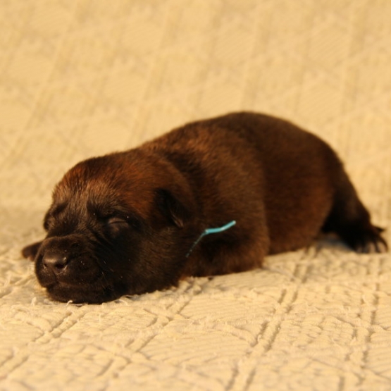 Image pour l'annonce Chiots bergers Malinois LOF à réserver