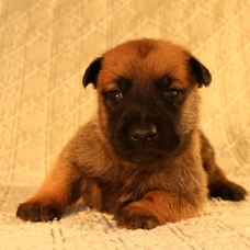 Image pour l'annonce Chiots bergers Malinois LOF à réserver