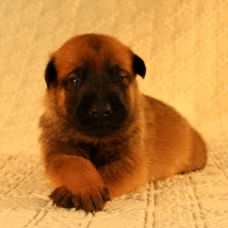 Image pour l'annonce Chiots bergers Malinois LOF à réserver