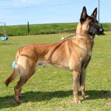 Image pour l'annonce Chiots bergers Malinois LOF à réserver