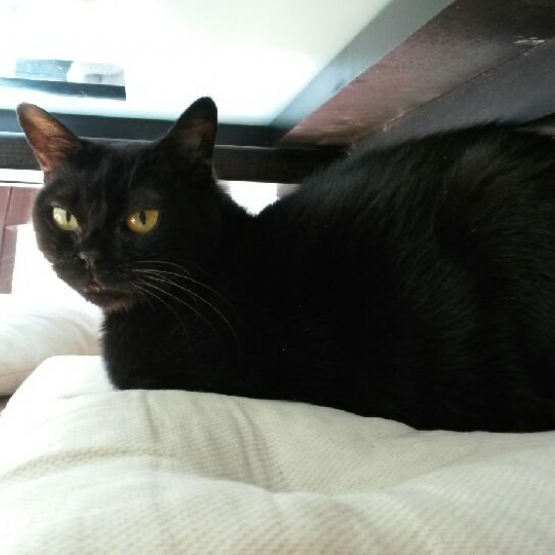 Image pour l'annonce A adopter Cosima 5 ans jolie Bombay retraitée d'élevage