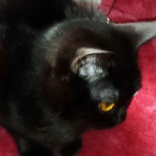 Image pour l'annonce A adopter Cosima 5 ans jolie Bombay retraitée d'élevage