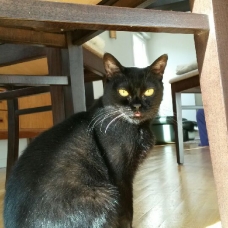 Image pour l'annonce A adopter Cosima 5 ans jolie Bombay retraitée d'élevage