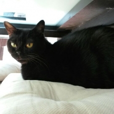 Image pour l'annonce A adopter Cosima 5 ans jolie Bombay retraitée d'élevage