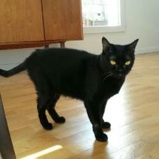 Image pour l'annonce A adopter Cosima 5 ans jolie Bombay retraitée d'élevage