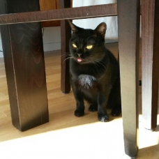 Image pour l'annonce A adopter Cosima 5 ans jolie Bombay retraitée d'élevage