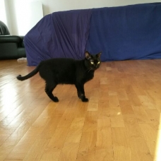 Image pour l'annonce A adopter Cosima 5 ans jolie Bombay retraitée d'élevage