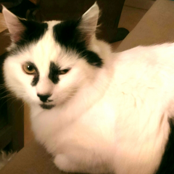 Image pour l'annonce beau chat poils mi longs