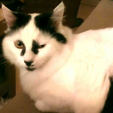Image pour l'annonce beau chat poils mi longs