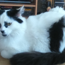 Image pour l'annonce beau chat poils mi longs