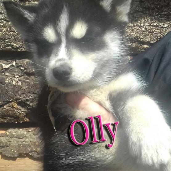 Image pour l'annonce magnifiques chiots husky sibérien LOF