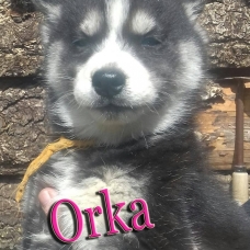 Image pour l'annonce magnifiques chiots husky sibérien LOF